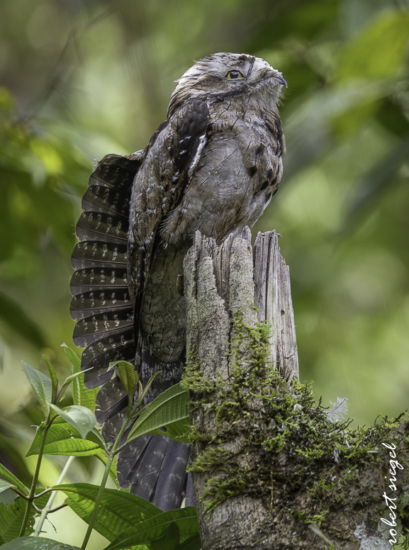 potoo